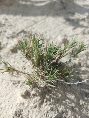 Chrysothamnus greenei