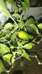 Capsicum chinense