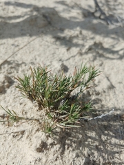 Chrysothamnus greenei