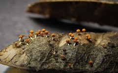 Physarum melleum