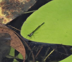 Austrocnemis maccullochi