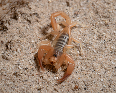 Smeringurus aridus