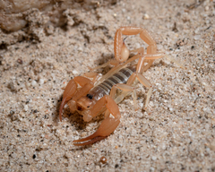 Smeringurus aridus