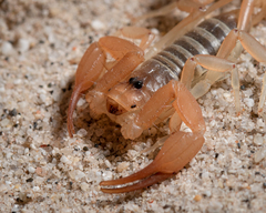 Smeringurus aridus