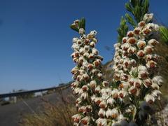 Erica triflora triflora