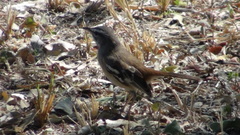 Cercotrichas leucophrys ovamboensis