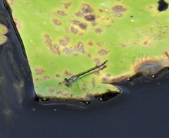 Austrocnemis maccullochi