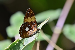 Adelpha leucophthalma