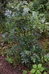 Rhus schiedeana