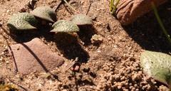 Massonia pygmaea pygmaea