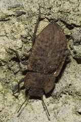 Mitua tuberculicostata