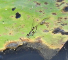 Austrocnemis maccullochi