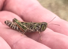 Phlibostroma quadrimaculatum