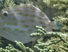 Eubalichthys mosaicus