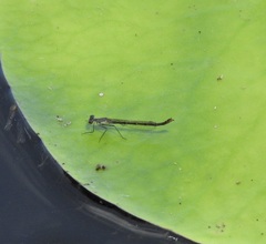 Austrocnemis maccullochi