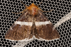 Buzara frontinus