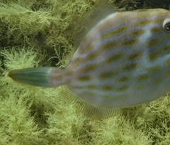 Eubalichthys mosaicus