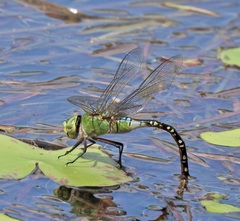 Anax gibbosulus