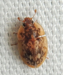 Lobiopa undulata