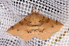Rhinodia rostraria