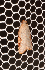 Meritastis piperata