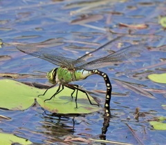 Anax gibbosulus