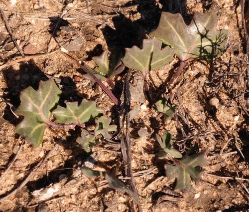 Othonna hederifolia B.Nord. 3