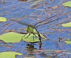 Anax gibbosulus