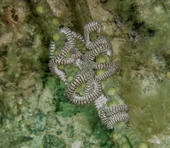 Conocladus australis image