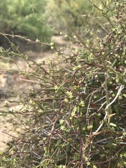 Metastelma arizonicum