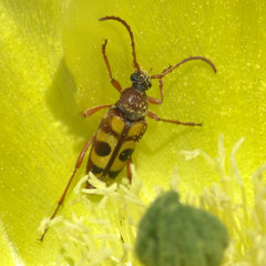 Typocerus sinuatus