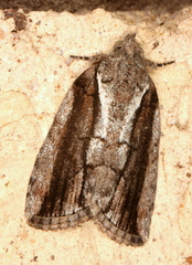 Etanna clopaea