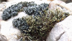 Selaginella arenicola