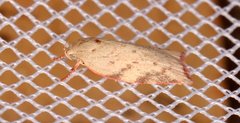 Euchaetis
