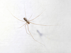 Pholcus crypticolens