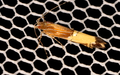 Labdia deliciosella