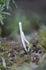 Clavaria flavipes