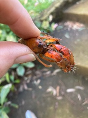 Engaeus tuberculatus