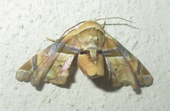Eutelia callichroma