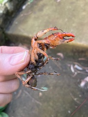 Engaeus tuberculatus