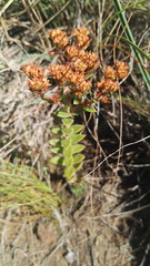 Crassula setulosa setulosa