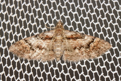 Mnesiloba eupitheciata