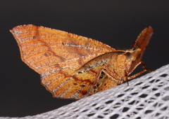 Rhinodia rostraria