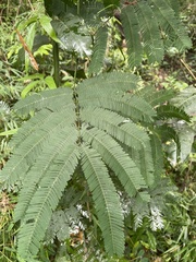 Parapiptadenia rigida