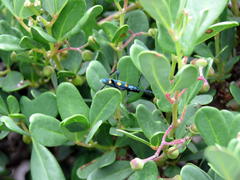 Rhoicissus tridentata tridentata