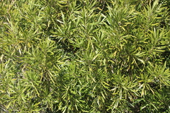 Pouteria salicifolia