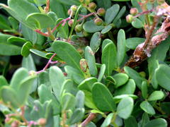 Rhoicissus tridentata tridentata