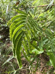 Parapiptadenia rigida