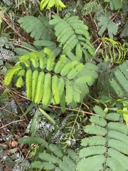 Parapiptadenia rigida