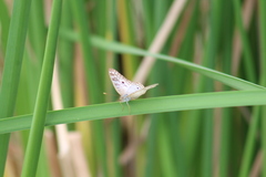 Anartia jatrophae